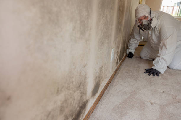 Best Comprehensive Air Testing for Mold Contaminants  in Rock Falls, IL